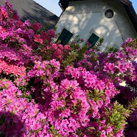 Foresterie Magnolia * 贝尔吉拉泰