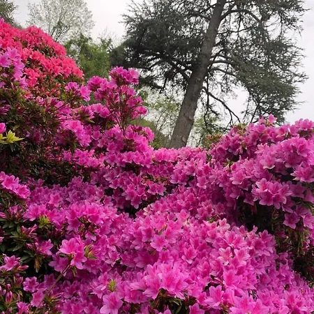 Foresterie Magnolia * 벨지라테