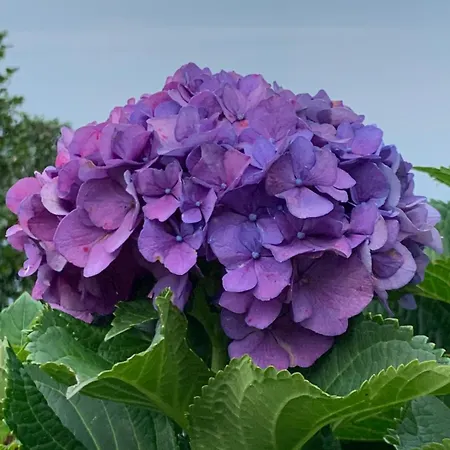 公寓 Foresterie Magnolia *