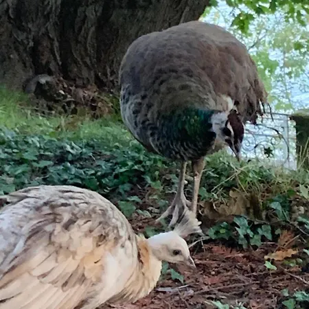 Foresterie Magnolia 贝尔吉拉泰