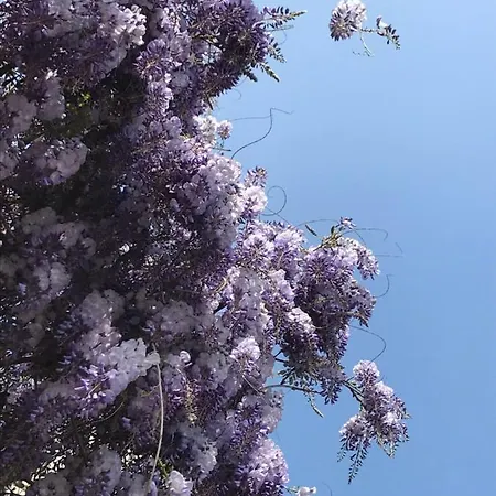 Foresterie Magnolia * ベルジラーテ
